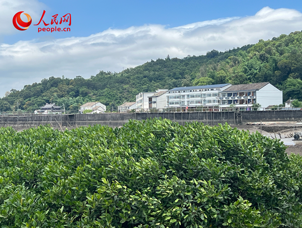 紅樹林郁郁蔥蔥。人民網(wǎng) 歐陽易佳攝